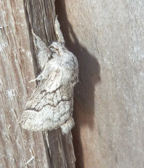 Pale Eggar - photo 3