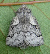 Pale Eggar - photo 4