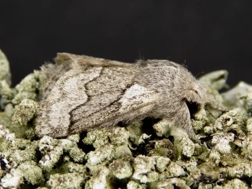 Pale Eggar - photo 5