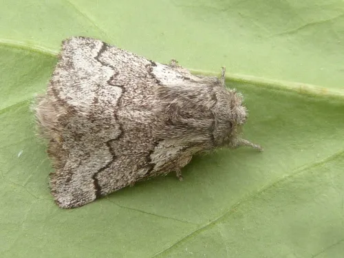 Pale Eggar - photo 6