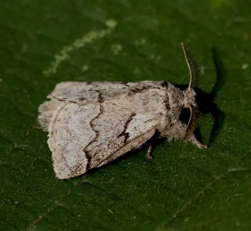 Pale Eggar - photo 7