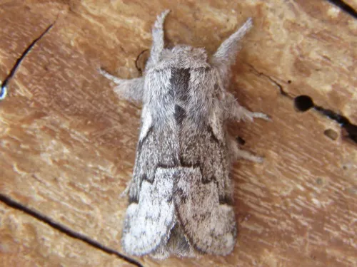 Pale Eggar - photo 8
