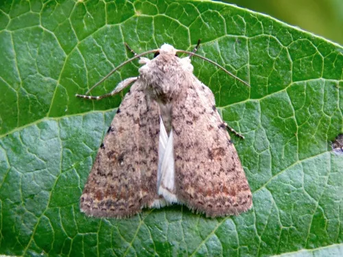 Pale Mottled Willow
