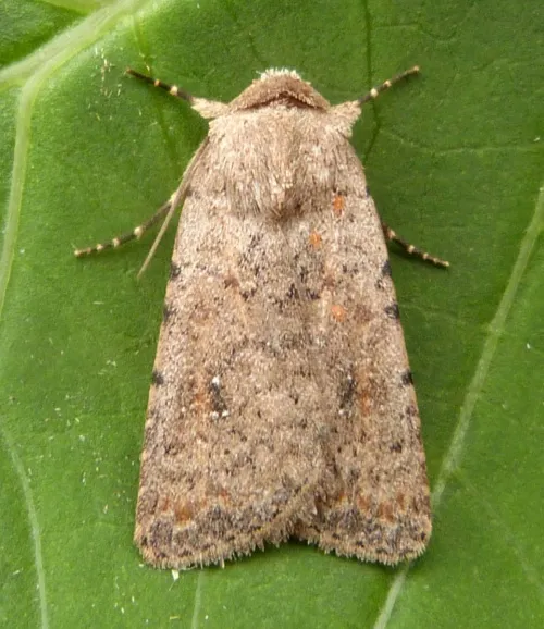 Pale Mottled Willow - photo 2