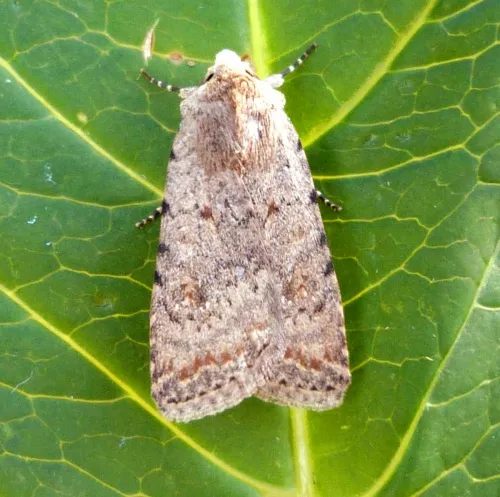 Pale Mottled Willow - photo 3