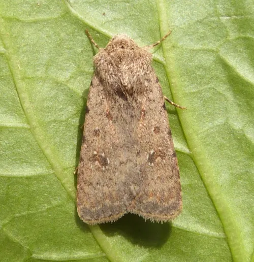 Pale Mottled Willow - photo 4