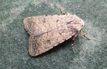 Pale Mottled Willow - photo 5