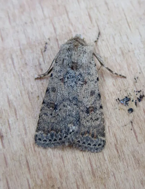 Pale Mottled Willow - photo 6
