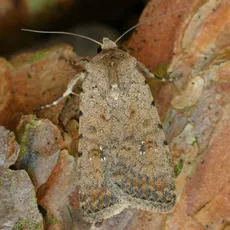 Pale Mottled Willow - photo 7