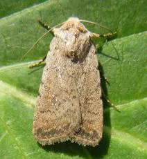 Pale Mottled Willow - photo 8