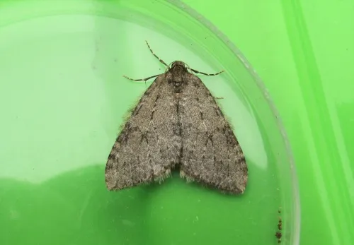 Pale November Moth