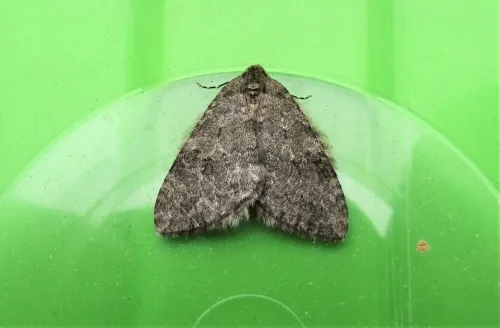 Pale November Moth - photo 2