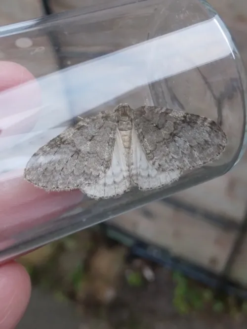 Pale November Moth - photo 3