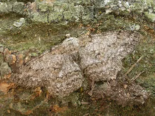 Pale Oak Beauty