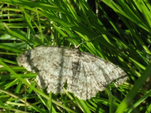 Pale Oak Beauty - photo 2