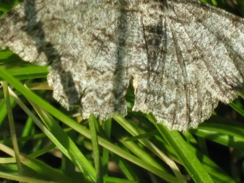 Pale Oak Beauty - photo 3