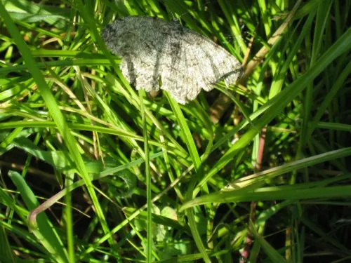 Pale Oak Beauty - photo 4