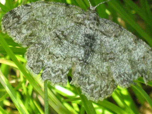 Pale Oak Beauty - photo 5