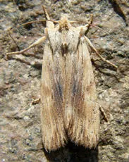 Pale Pinion - photo 2