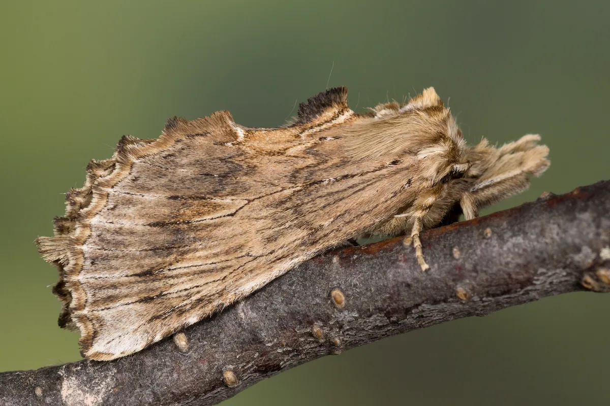 Pale Prominent - photo 3