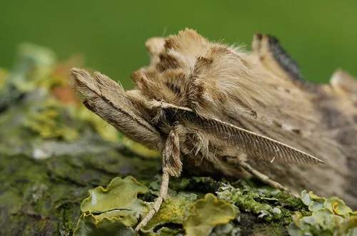 Pale Prominent - photo 4