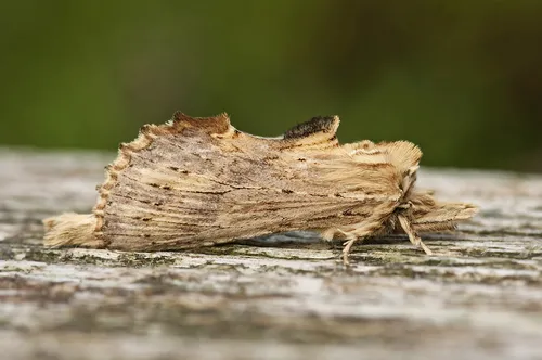 Pale Prominent - photo 5