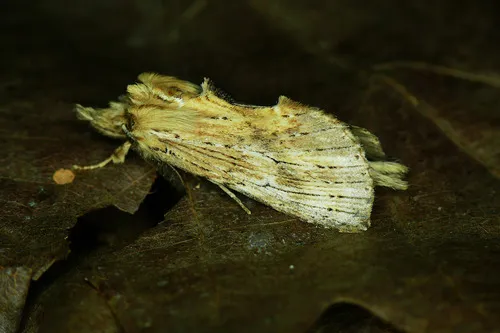 Pale Prominent - photo 8