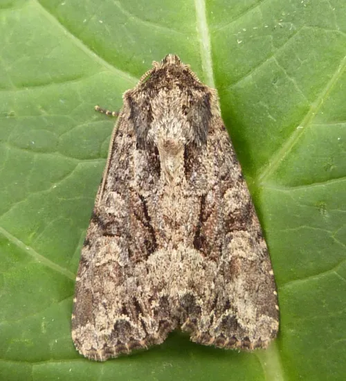 Pale-shouldered Brocade - photo 2