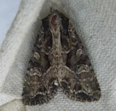 Pale-shouldered Brocade - photo 3