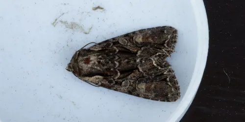 Pale-shouldered Brocade - photo 4