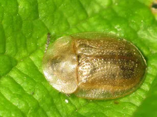 Pale Tortoise Beetle