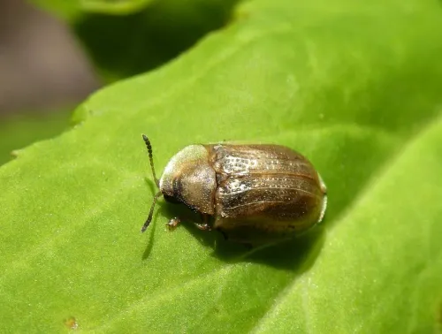 Pale Tortoise Beetle - photo 2
