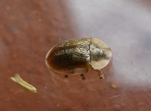 Pale Tortoise Beetle - photo 3