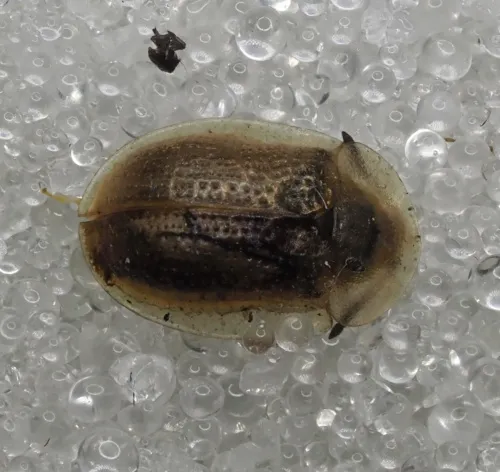 Pale Tortoise Beetle - photo 4