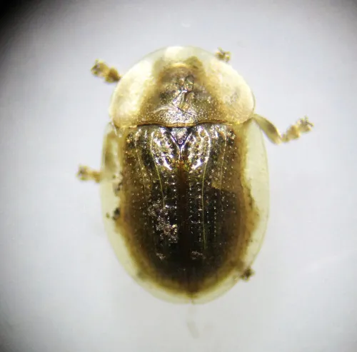 Pale Tortoise Beetle - photo 5