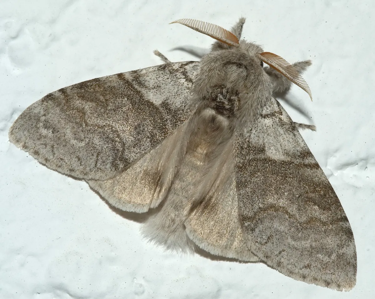 Pale Tussock - photo 2