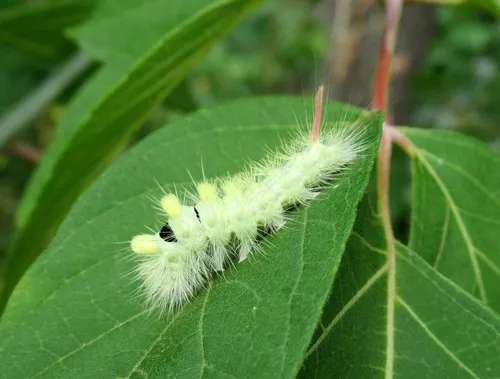 Pale Tussock - photo 3