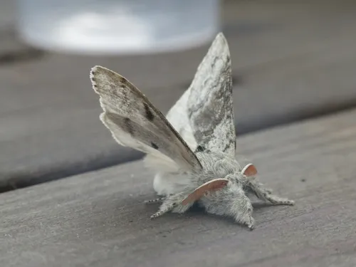 Pale Tussock - photo 4