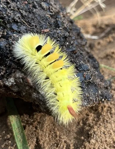 Pale Tussock - photo 5