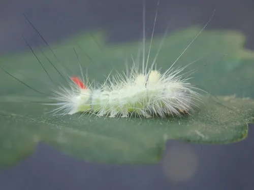 Pale Tussock - photo 6