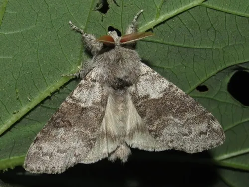 Pale Tussock - photo 7