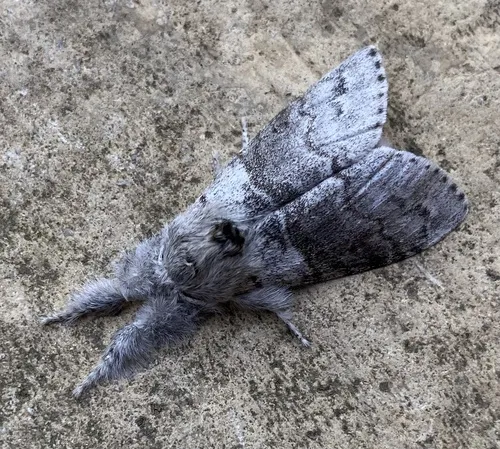 Pale Tussock - photo 8