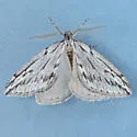 Paleacrita longiciliata - Hodges#6664