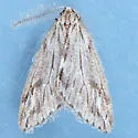 Paleacrita longiciliata - Hodges#6664 - photo 2