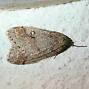White-spotted Cankerworm Moth - Hodges#6663