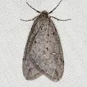 White-spotted Cankerworm Moth - Hodges#6663 - photo 2