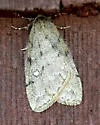 White-spotted Cankerworm Moth - Hodges#6663 - photo 3