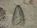 White-spotted Cankerworm Moth - Hodges#6663 - photo 4