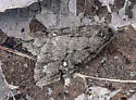 White-spotted Cankerworm Moth - Hodges#6663 - photo 5