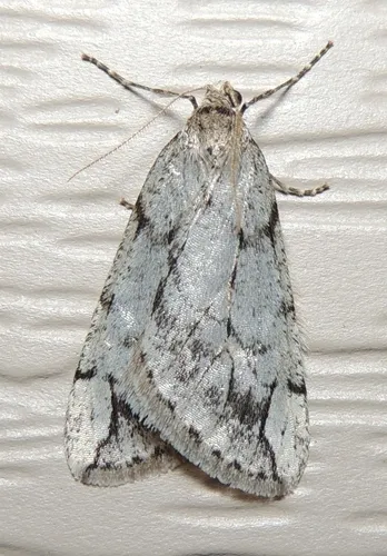 Spring Cankerworm Moth - Hodges#6662 - Paleacrita vernata